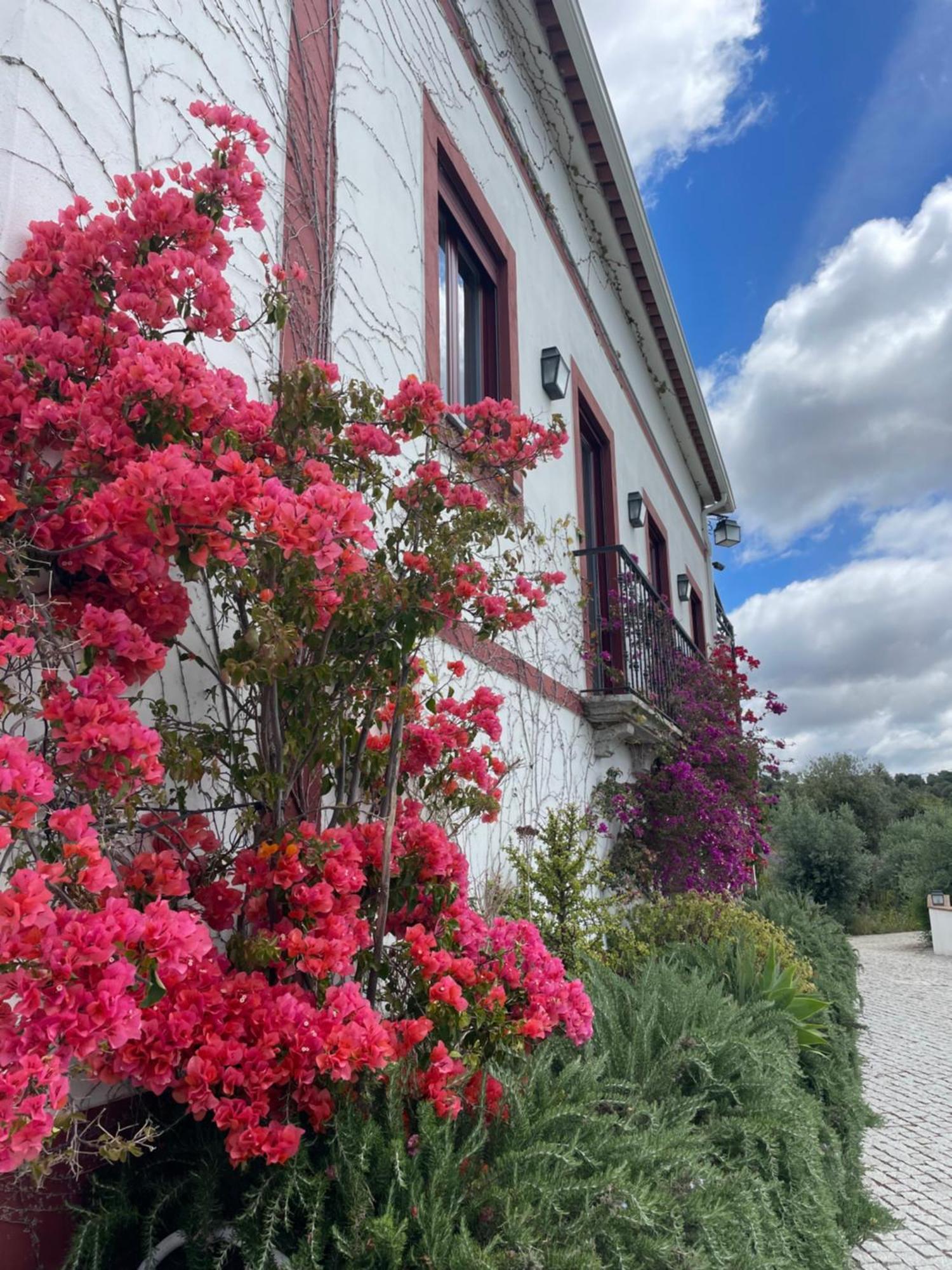 Quinta Da Asneira Daire Montemor-o-Novo Dış mekan fotoğraf